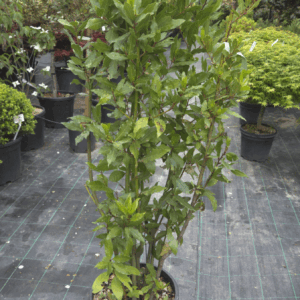 Laurus Nobilis (NAVADNI LOVOR)