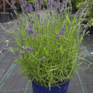 Lavandula Hidcote (SIVKA)
