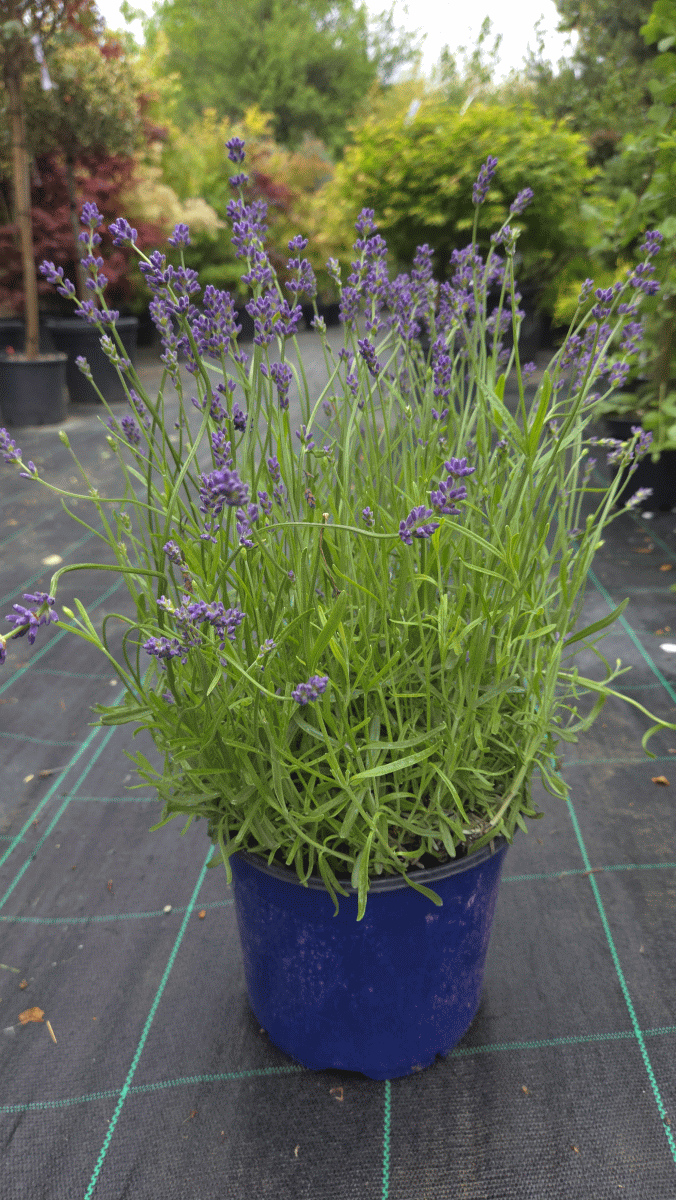 Lavandula Hidcote (SIVKA)