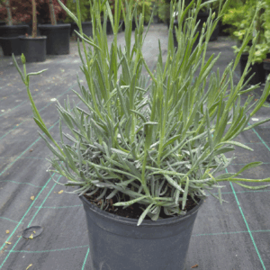 Lavandula Angustifolia (SIVKA)
