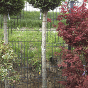 Ligustrum Jonandrum Stem (UMETNIŠKI LIGUSTER)