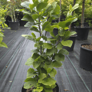 Magnolia Cleopatra (MAGNOLIJA CLEOPATRA)