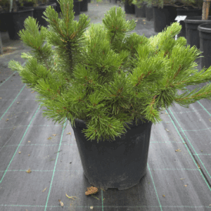 Pinus Mugo Pumilio (BOR)