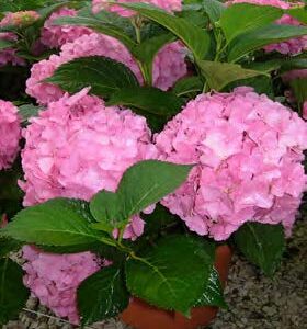 Hydrangea Macrophylla Mrs Kumiko (HORTENZIJA)