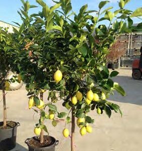 Citrus Limonum (LIMONA)