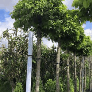 Liquidambar Styraciflua Gum Ball (KROGLASTI AMBROVEC)