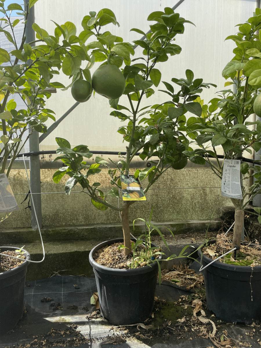Citrus Maxima (POMELO)