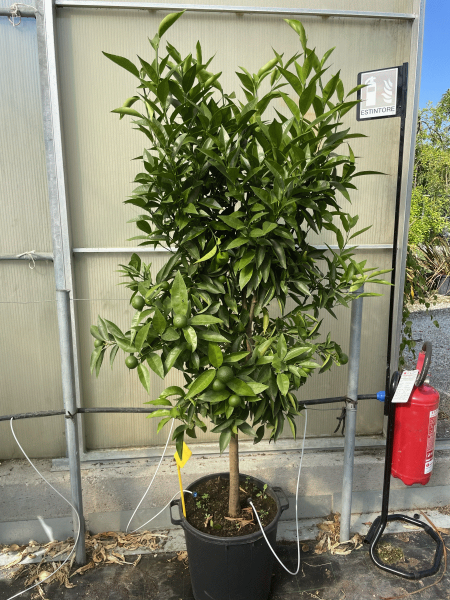 Citrus Unshiu (NERETVANSKA MANDARINA)