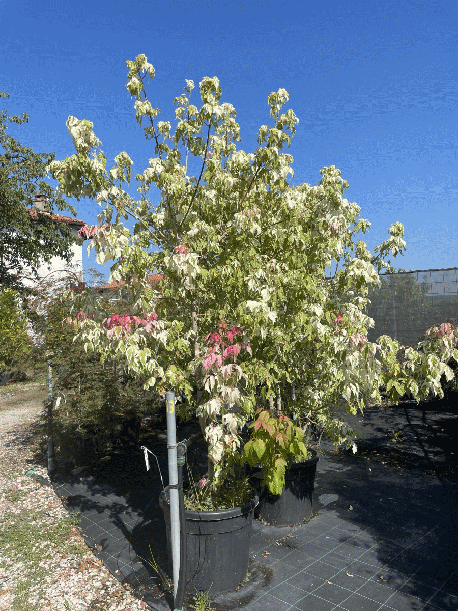 Acer Negundo Flamingo (PISANOLISTI JAVOR ‘FLAMINGO’)