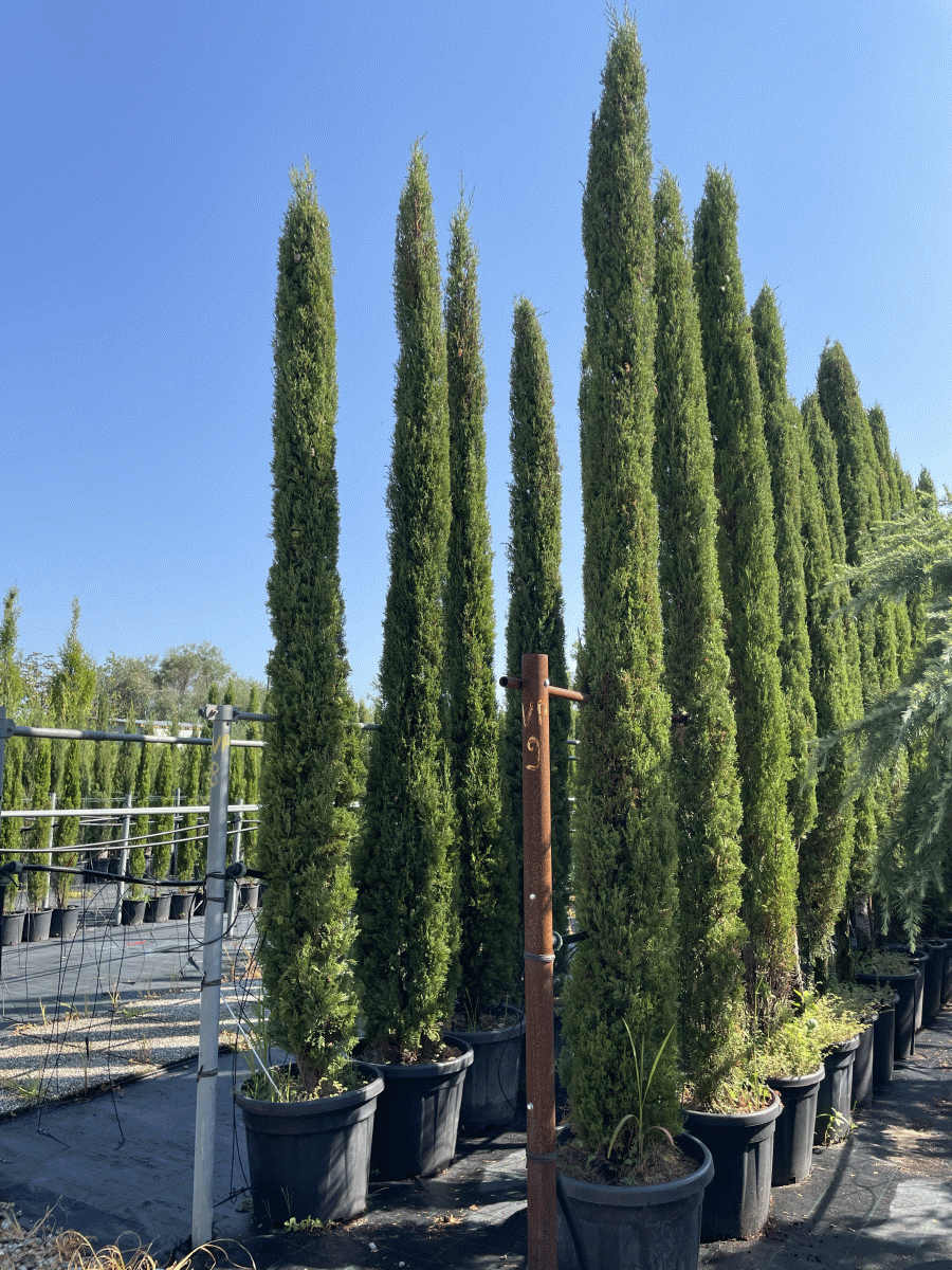 Cupressus sempervirens 'Pyramidalis (VEDNOZELENA CIPRESA)