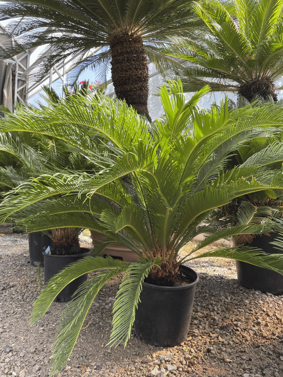 Cycas Revoluta (ZAVIHANI CIKAS)