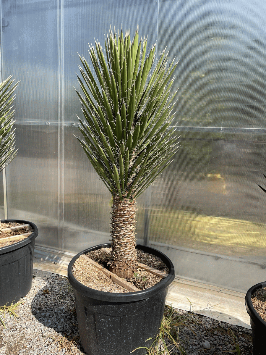 Yucca Filifera (NITASKA JUKA)