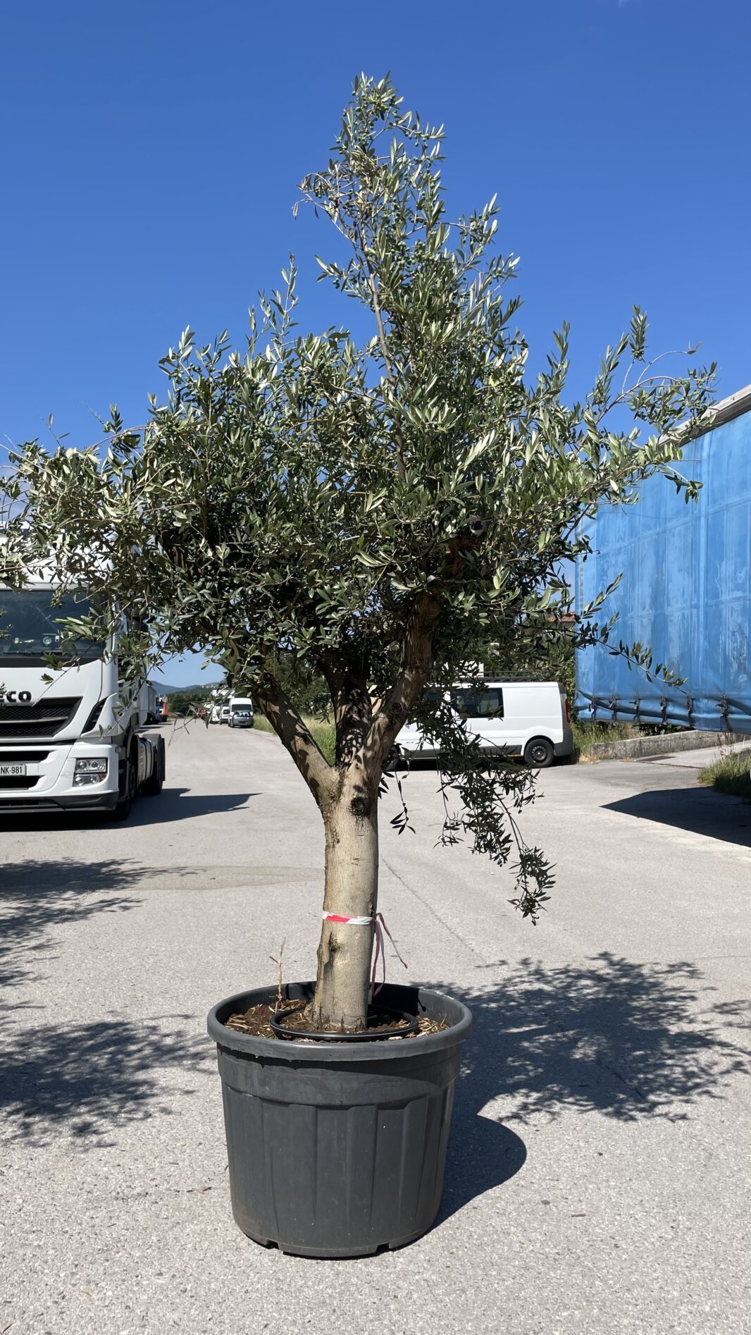 Olea Europaea (OLJKA) 100-120let