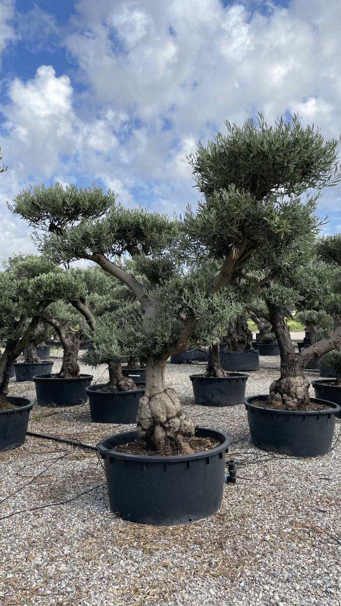 Olea Europaea (OLJKA-OBLIKA POM-POM)