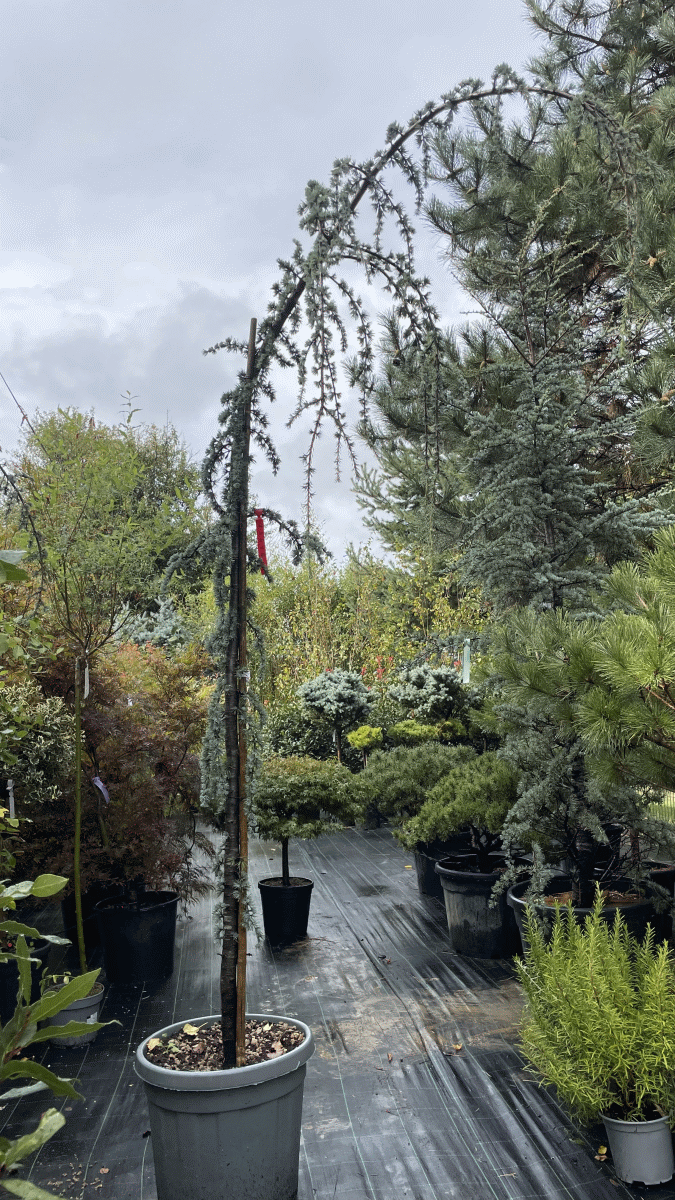 Cedrus Atlantica 'Glauca Pendula' (Modra povešava atlantska cedra)