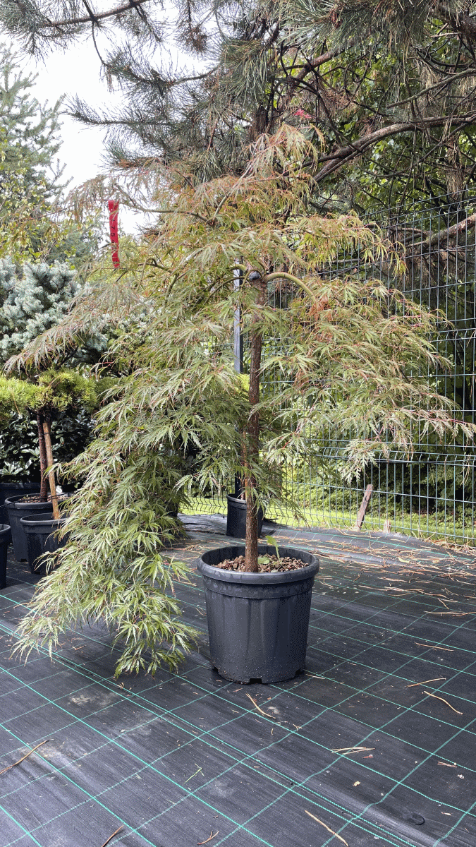 Acer Palmatum ‘Inaba-Shidare’