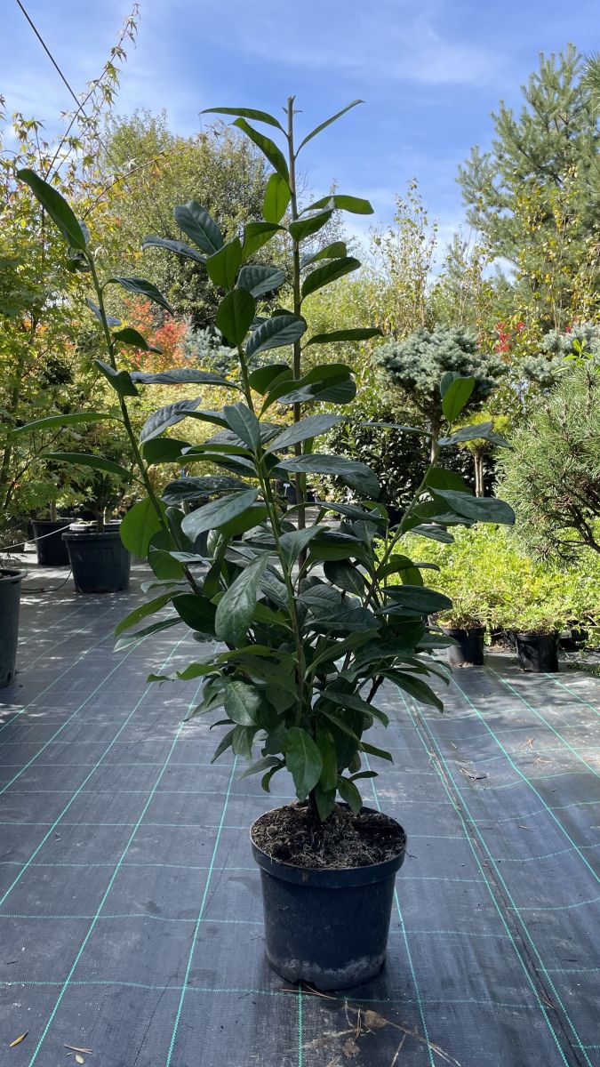 Prunus Laurocerasus Novita (Lovorikovec ‘Novita’)