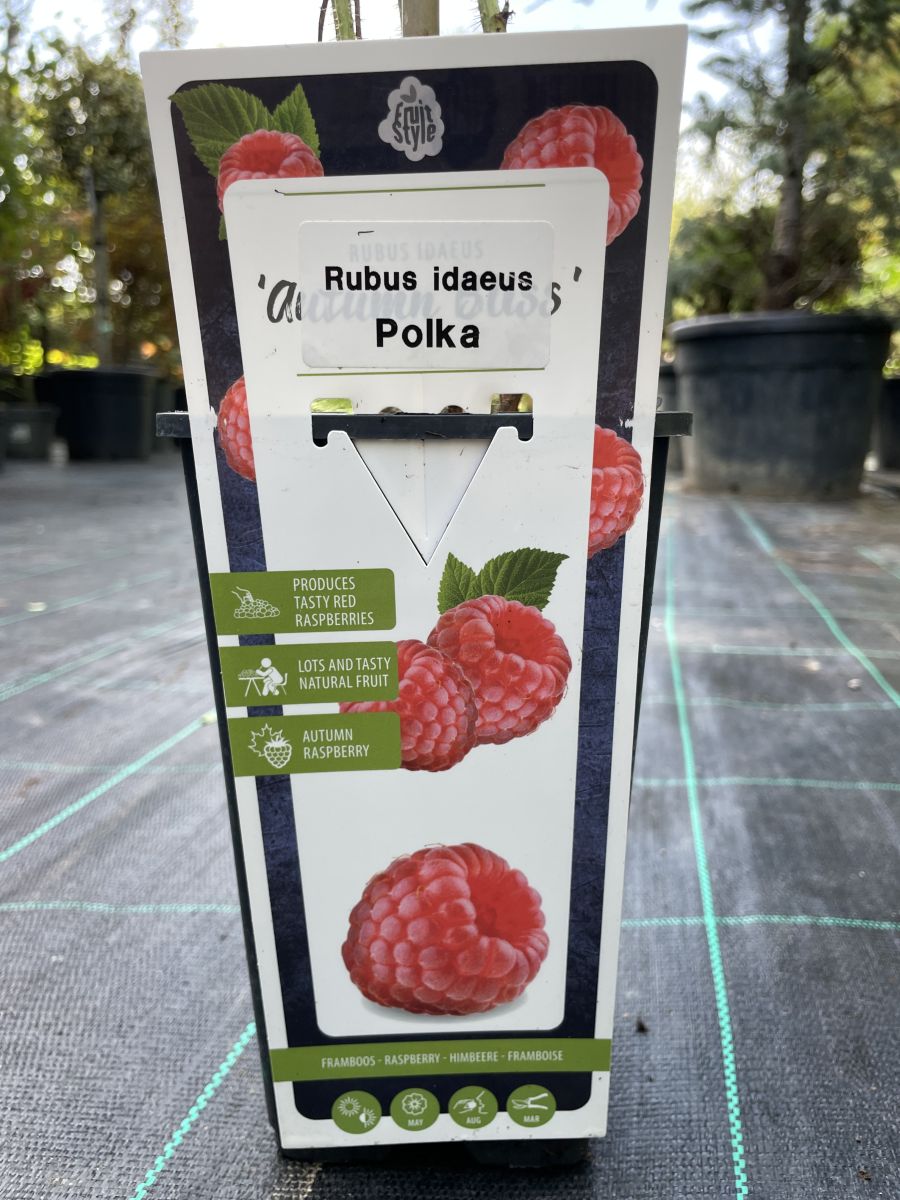 Rubus Ideaus Polka (Rdeča malina) - slika 2
