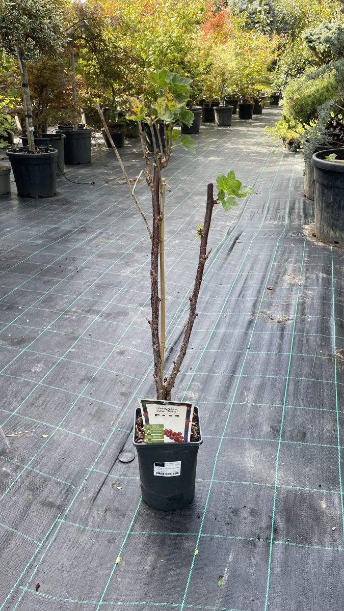 Ribes Rubrum Jonkheer Van Tets (Rdeči ribez)