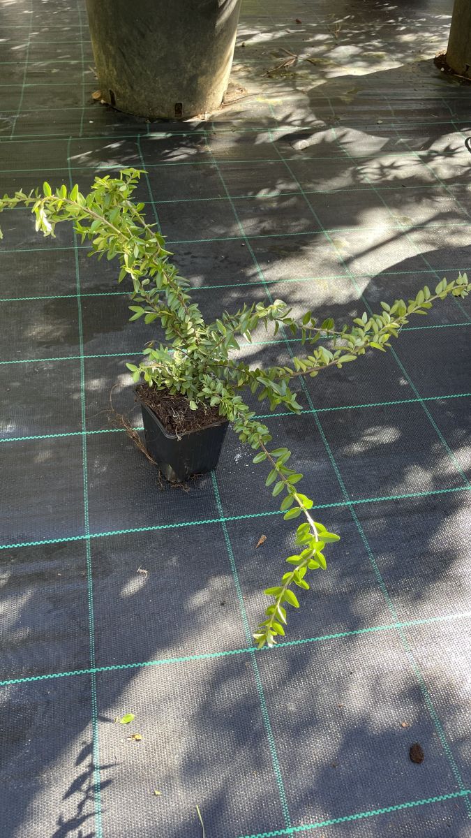 Lonicera Nitida Maigrun (Lonicera 'Nitida')